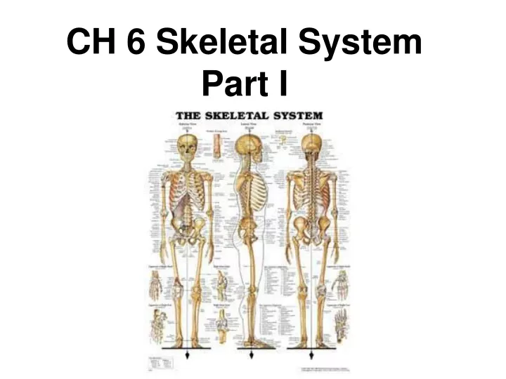 ch 6 skeletal system part i