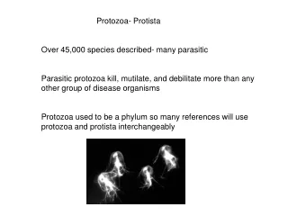 Protozoa- Protista