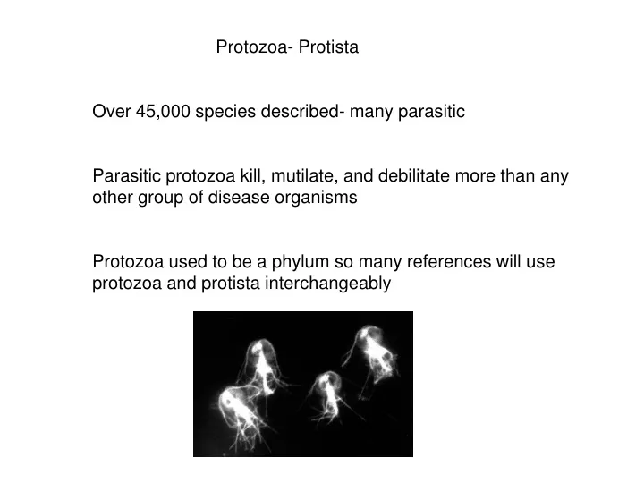 protozoa protista