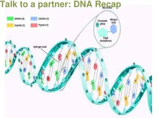 Talk to a partner: DNA Recap