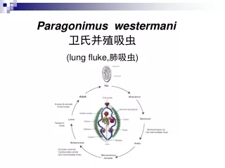 Paragonimus  westermani 卫氏并殖吸虫