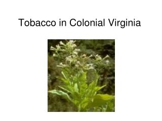 Tobacco in Colonial Virginia