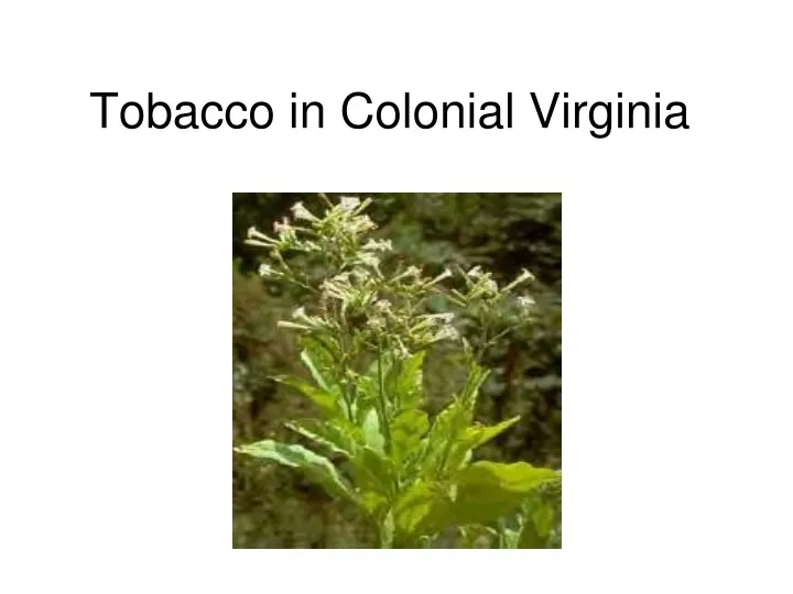 tobacco in colonial virginia