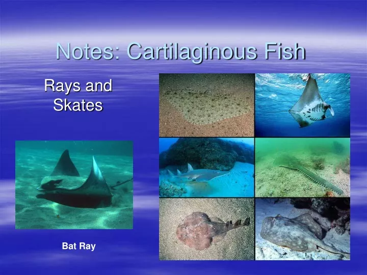 notes cartilaginous fish