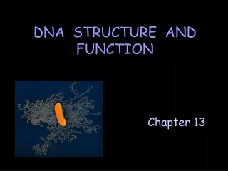 DNA  STRUCTURE  AND FUNCTION