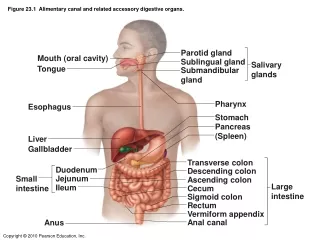 Figure 23.1  Alimentary canal and related accessory digestive organs.