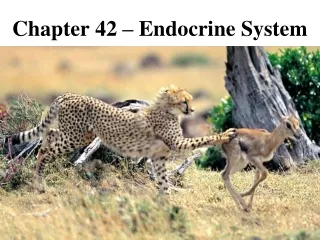 Chapter 42 – Endocrine System