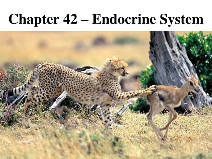 chapter 42 endocrine system