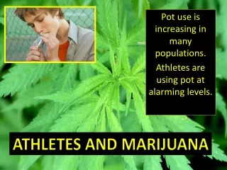 Pot use is increasing in many populations.  Athletes are using pot at alarming levels.