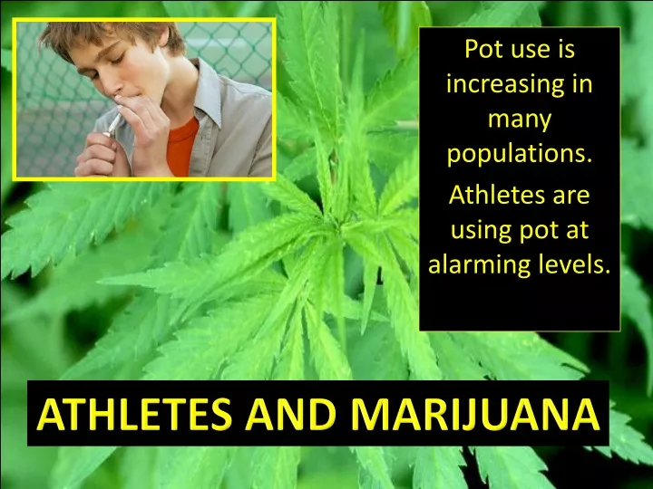 pot use is increasing in many populations athletes are using pot at alarming levels