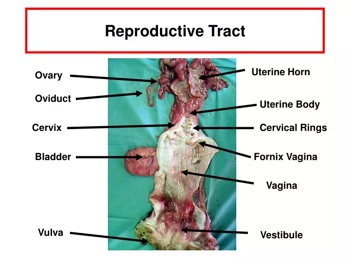 reproductive tract