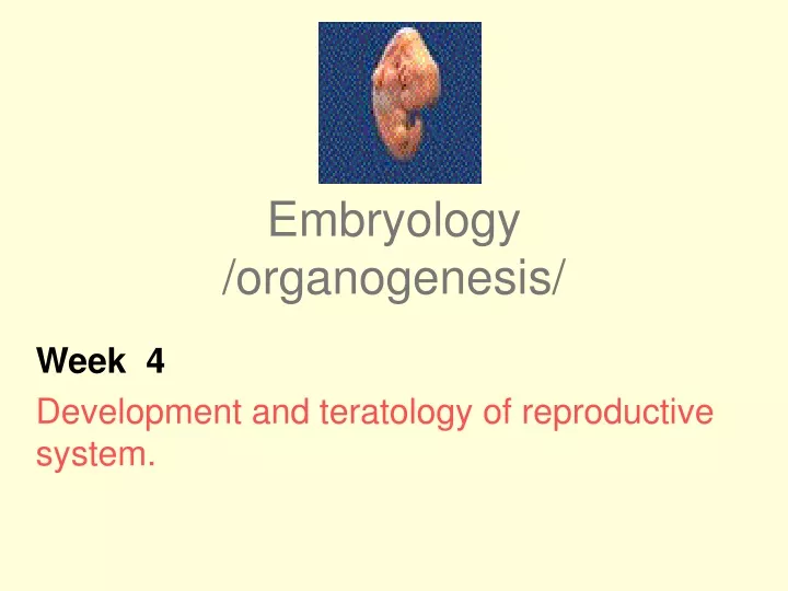 embryology organogenesis