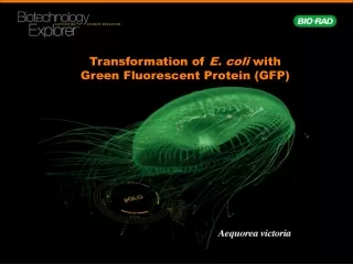 Transformation of  E. coli  with Green Fluorescent Protein (GFP)