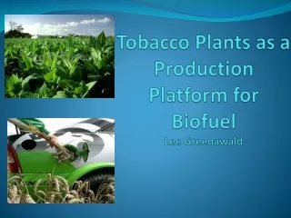Tobacco Plants as a Production Platform for  Biofuel Lee  Greenawald