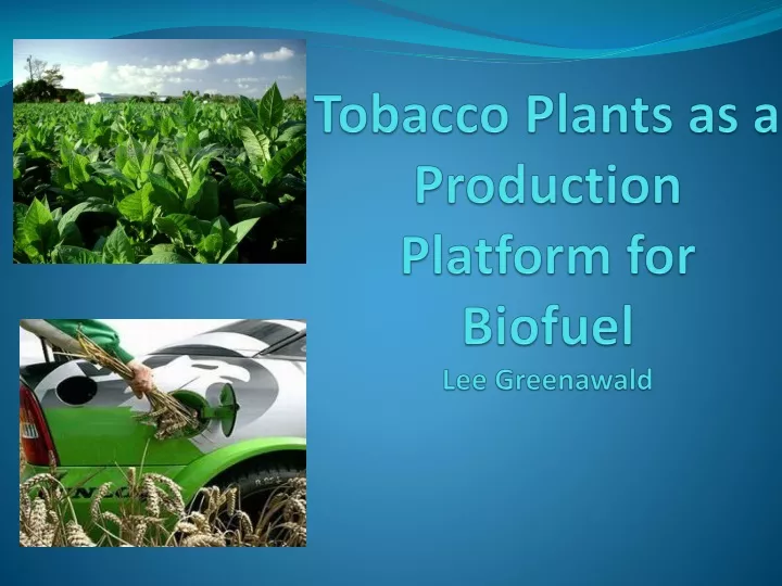 tobacco plants as a production platform for biofuel lee greenawald