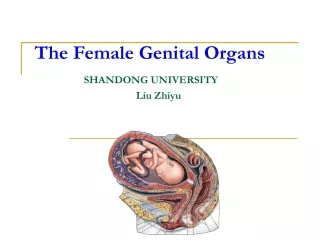 The Female Genital Organs SHANDONG UNIVERSITY                                       Liu Zhiyu