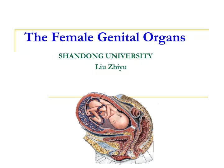 the female genital organs shandong university liu zhiyu