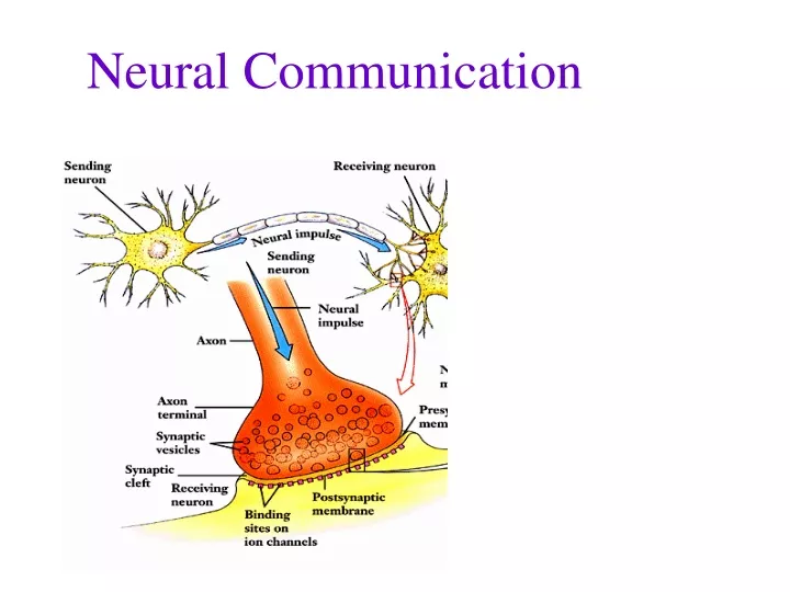 neural communication