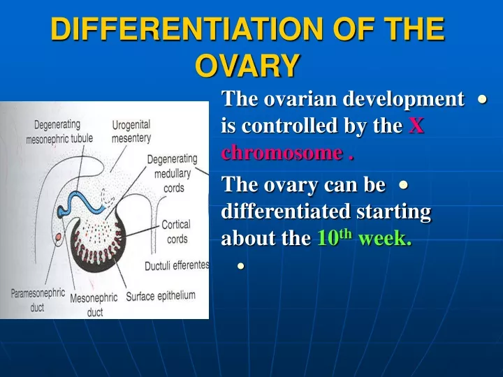 differentiation of the ovary
