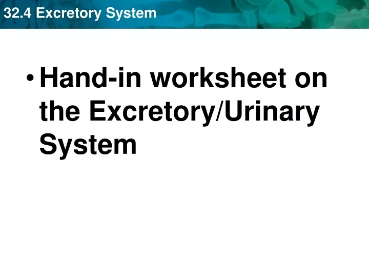 hand in worksheet on the excretory urinary system