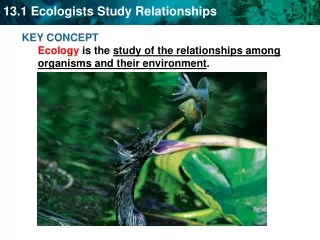 KEY CONCEPT  Ecology  is the  study of the relationships among organisms and their environment .