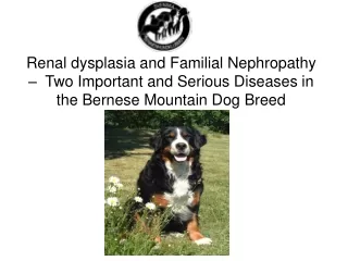 Chronic renal diseases in the dog are not uncommon