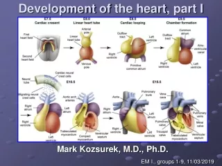 Development  of  the heart , part I