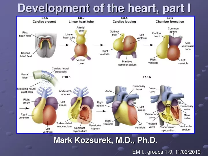 development of the heart part i