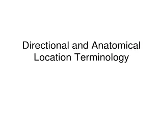 Directional and Anatomical Location Terminology