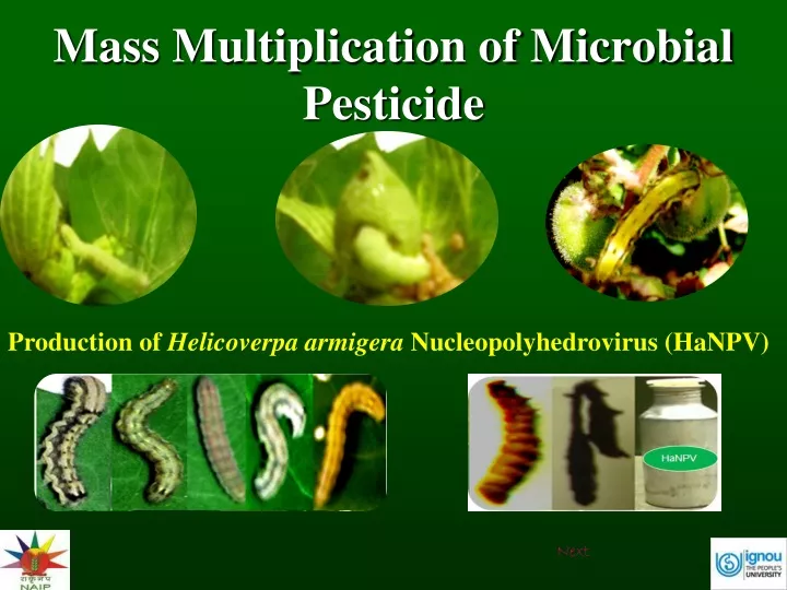 mass multiplication of microbial pesticide