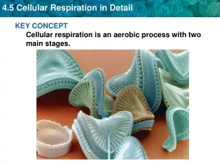 KEY CONCEPT  Cellular respiration is an aerobic process with two main stages.