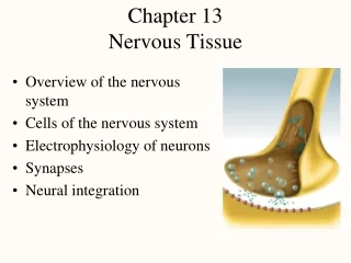 Chapter 13 Nervous Tissue