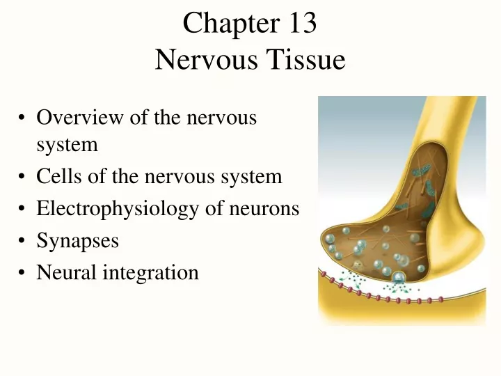 chapter 13 nervous tissue