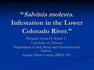 “ Salvinia molesta . Infestation in the Lower Colorado River.”