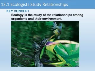KEY CONCEPT  Ecology is the study of the relationships among organisms and their environment.