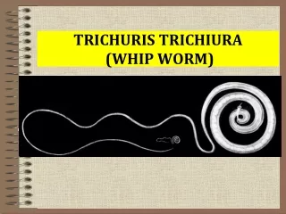 TRICHURIS TRICHIURA  (WHIP WORM)
