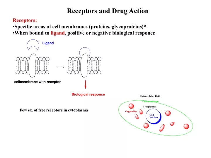 receptors and drug action