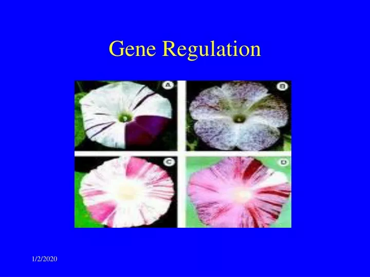 gene regulation