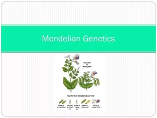 Mendelian Genetics