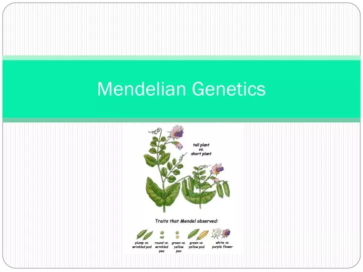 mendelian genetics