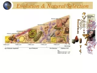Evolution &amp; Natural Selection