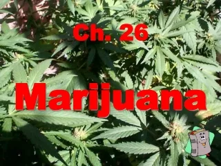 Ch. 26 Marijuana