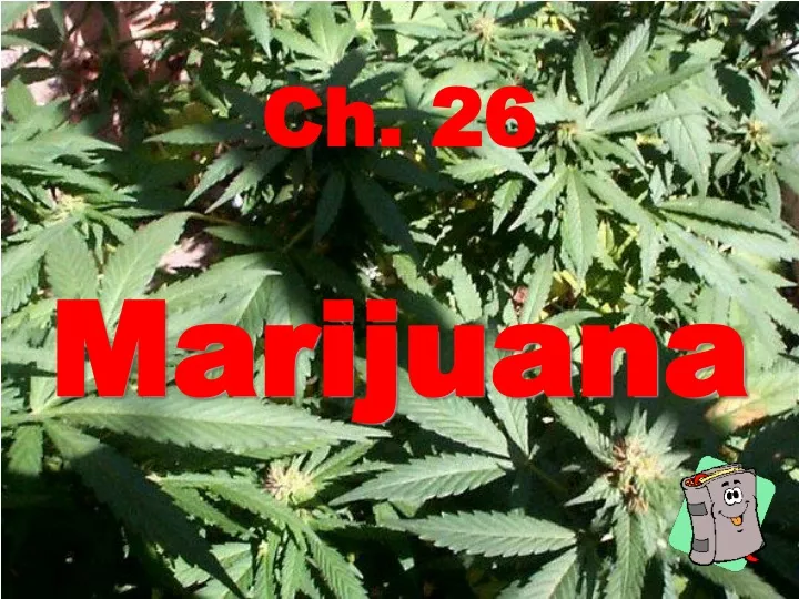 ch 26 marijuana