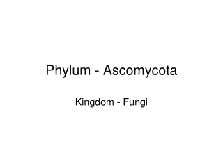 Phylum - Ascomycota