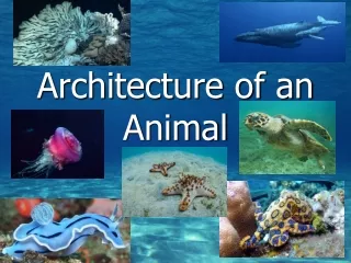 Architecture of an Animal