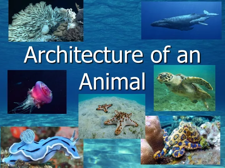 architecture of an animal