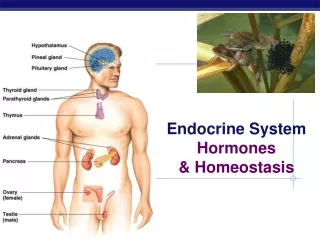 Endocrine System Hormones &amp; Homeostasis