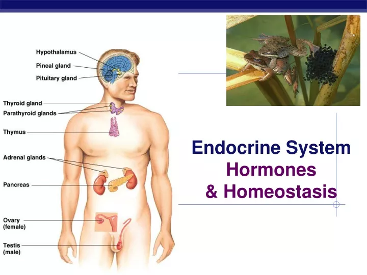 endocrine system hormones homeostasis