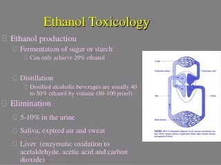 Ethanol Toxicology