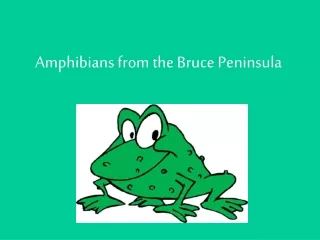 Amphibians from the Bruce Peninsula